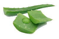 Алоэ